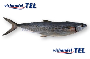 Spanish mackerel Spaanse makreel.jpg